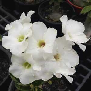 Baby - Rosa do Deserto Swazicum White
