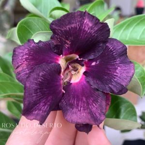 Baby - Rosa do Deserto Turandot