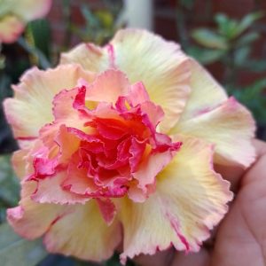 Podadinha - Rosa do deserto Graciele