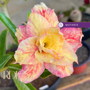 Podadinha - Rosa do Deserto Poeira Cósmica - EV109