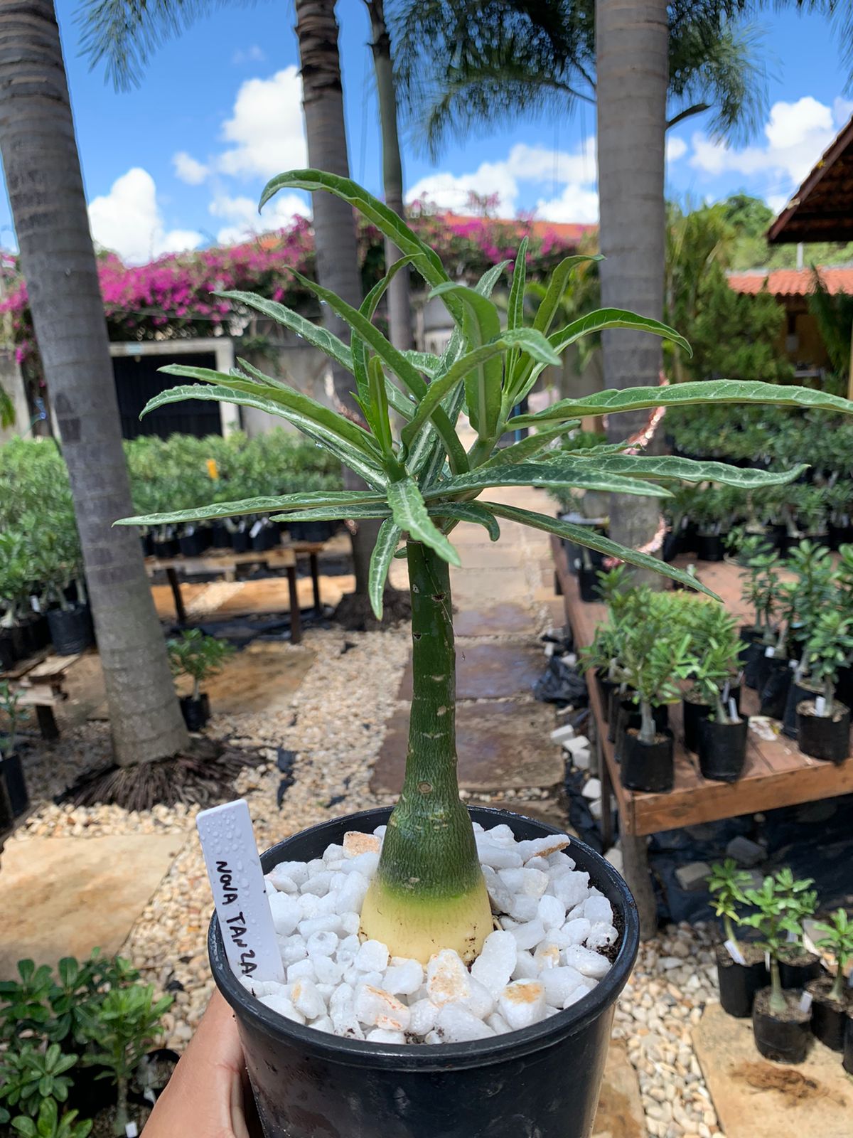 Baby - Rosa Do Deserto Nova Tanzânia