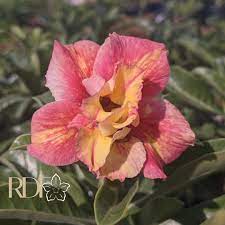 Podadinha - Rosa do Deserto Papaya Cream