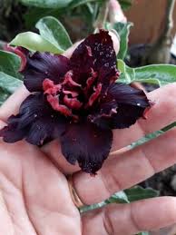 Podadinha - Rosa Do Deserto Purple Beauty
