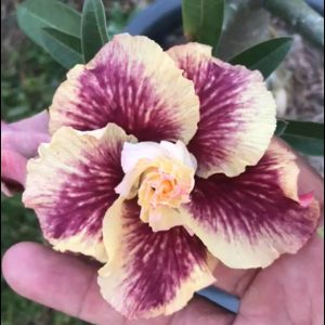 Podadinha - Rosa Do Deserto Menina Veneno