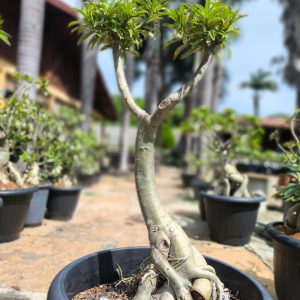 Anaconda Adulta Fogueira