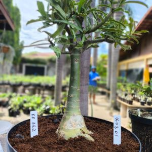 0603 01 Baobá Kr 322