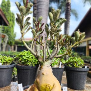 1203 01 Baobá Sindy