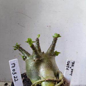 1703 22 Arabicum big foot x onyx