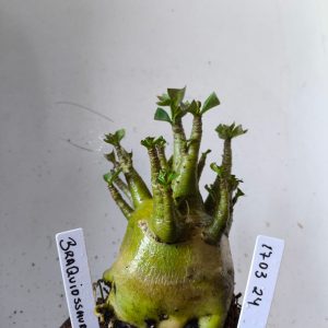 1703 24 Arabicum braquissauro