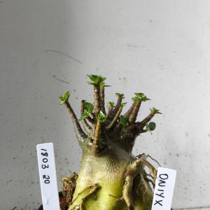 1803 20 Arabicum Onyx