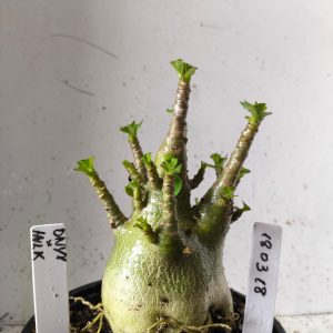 1803 18 Arabicum onyx x hulk