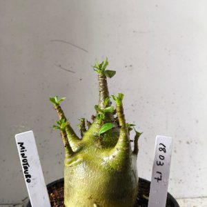 1803 17 Arabicum minotauro