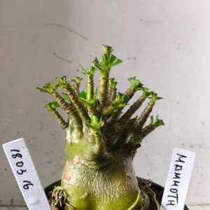 1803 16 Arabicum mammoth