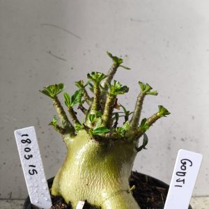 1803 16 Arabicum godji