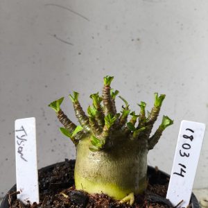 1803 14 Arabicum tyson