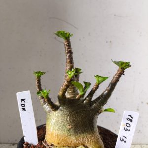 1803 13 Arabicum kdk