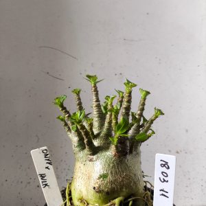 1803 11 Arabicum onyx x hulk