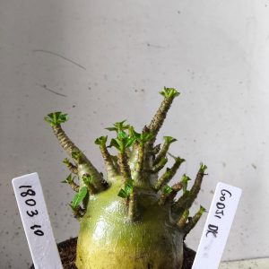 1803 10 Arabicum godji dk