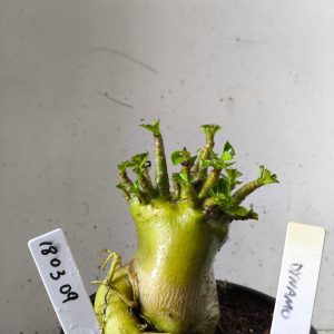 1803 09 Arabicum dynamo