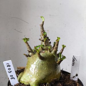 1803 08 Arabicum tanos