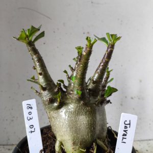 1803 07 Arabicum javali