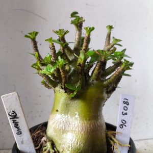 1803 06 Arabicum dynamo