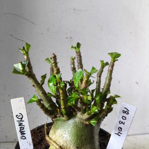 1803 04 Arabicum dynamo