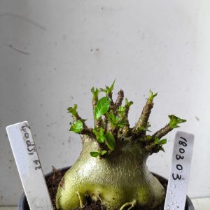 1803 03 Arabicum godji f2