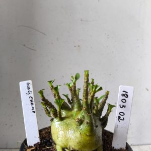 1803 02 Arabicum godji champ