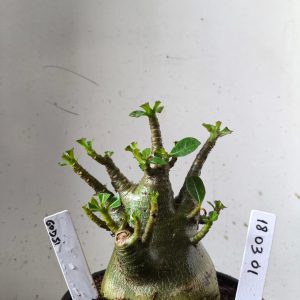 1803 01 Arabicum godji