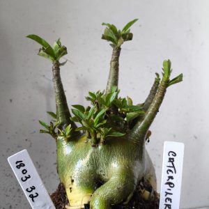 1803 32 Arabicum catterpillar