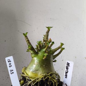 1803 33 Arabicum minotauro