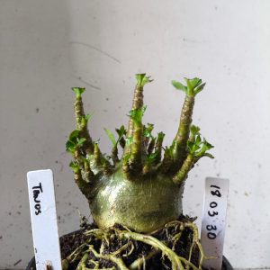 1803 30 Arabicum tanos