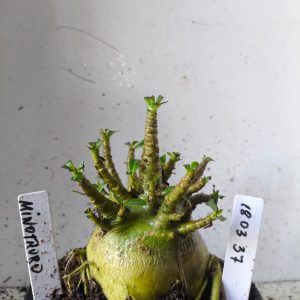 1803 37 Arabicum minotauro