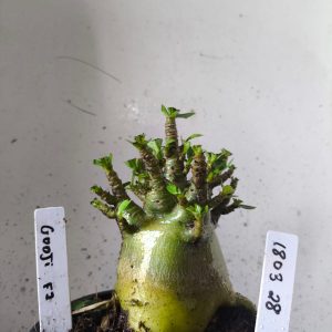 1803 38 Arabicum godji f2