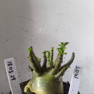 1803 29 Arabicum low