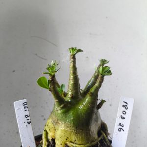 1803 26 Arabicum bei bid