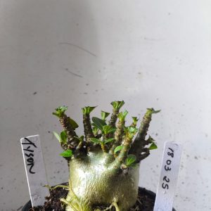 1803 25 Arabicum tyson