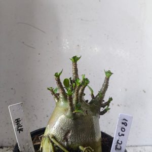 1803 22 Arabicum hulk