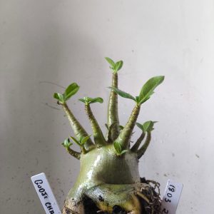 1803 21 Arabicum godji champ