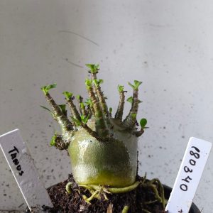 1803 40 Arabicum tanos