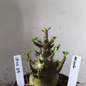 1803 39 Arabicum aueng