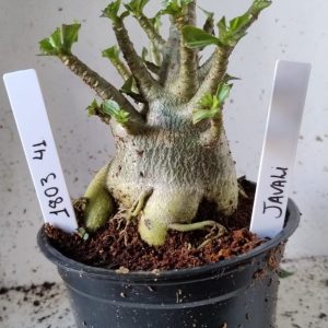 1803 41 Arabicum javali