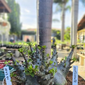 1803 01 Arabicum Mastodonte