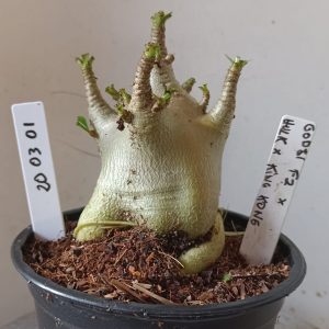 2003 01 Arabicum  Godji F2 x hulk x king Kong