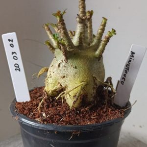 2003 02 Arabicum  Minotauro