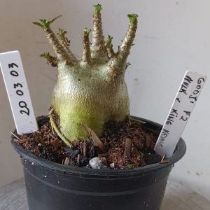 2003 03 Arabicum  Godji F2 x Hulk x King Kong