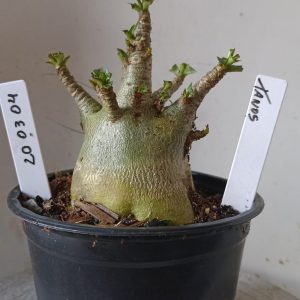 2003 04 Arabicum  Tanos