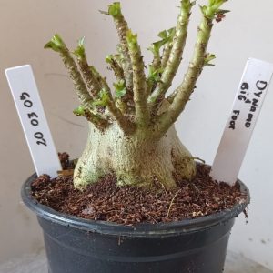 2003 05 Arabicum  Dynamo x Big Foot