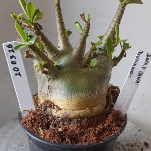 2003 26 Arabicum Dwarf Anã x Dynamo